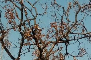 香菱子的功效_香菱子作用?谢诚给大家介绍一下