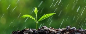 烧开的雨水能喝吗