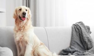 狗狗猪肉吃多了会怎样 狗狗常吃猪肉可以吗?