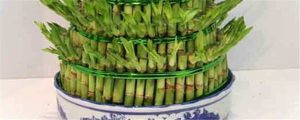富贵竹多久换一次水(为什么富贵竹不可以乱养)