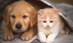 狗狗一次零食吃多了会怎样（狗狗零食吃多了是不是不喜欢吃狗粮）