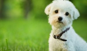 狗狗枇杷吃多了会怎样，狗吃了枇杷会怎么样