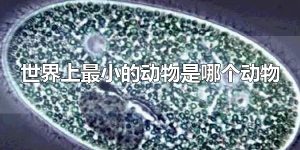 世界上最小的动物是哪个动物 世界上最小的动物有多大？