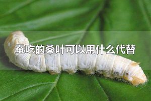 蚕吃的桑叶可以用什么代替 蚕是什么动物