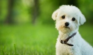 狗狗吃多了鸡蛋会怎样（狗狗多吃鸡蛋好吗）