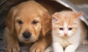 狗狗吃多了甜的会怎样表现 狗狗吃多了甜的会怎样表现出来