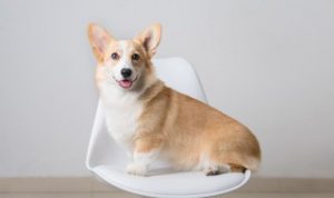 狗狗鸡肝吃多了会怎样（狗狗鸡肝吃多了会怎样样）