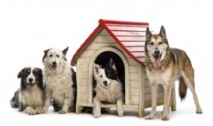 狗狗肥肉吃多了会怎样，小狗肥肉吃多了会怎么样