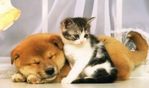 狗狗吃多了辣椒会怎样 狗狗吃多了辣椒会怎样样