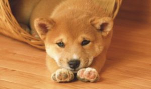 狗狗吃多了猪肉会怎样 狗狗常吃猪肉可以吗?