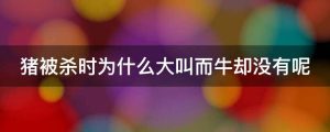 猪被杀时为什么大叫而牛却没有呢