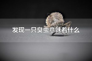 发现一只臭虫意味着什么 发现一只臭虫意味着环境潮湿