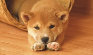 狗狗吃多了蛋白会怎样 狗狗吃多了蛋白会怎样样