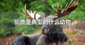 驼鹿是典型的什么动物 驼鹿主要分布在哪里呢