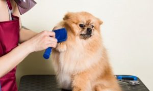 狗狗骨头吃多了会怎样 狗狗骨头吃多了会怎样啊