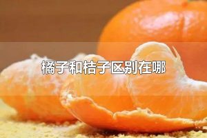 橘子和桔子区别在哪 橘子是什么