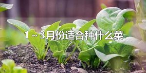 1～3月份适合种什么菜 1～3月份可以种植萝卜吗