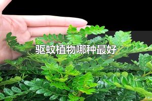 驱蚊植物哪种最好 驱蚊植物中驱蚊草最好