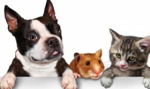 狗狗内脏吃多了会怎样呢（狗狗内脏吃多了会怎样呢视频）