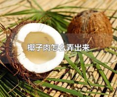 椰子肉怎么弄出来 椰子属于什么类型的植物