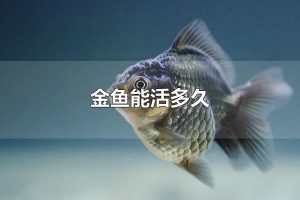 金鱼能活多久 金鱼有多少品种