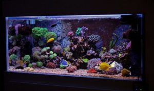 挑选二手鱼缸的技巧（鱼缸用二手的好吗）