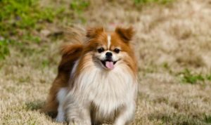 狗狗吃多了面包会怎样呢（狗狗面包吃多了怎么办?）