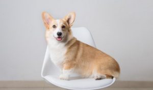 狗狗吃米饭吃多了会怎样（狗狗吃米饭吃多了会怎样样）