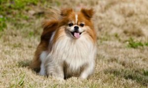 狗狗山药吃多了会怎样 狗狗不能吃山药吗