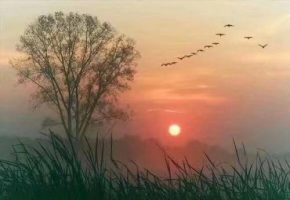 韬光养晦是什么意思是什么(韬光养晦收敛锋芒是什么意思)