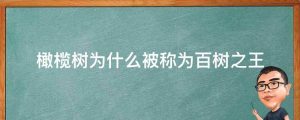 橄榄树为什么被称为百树之王