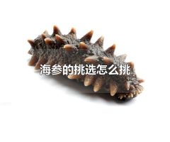 海参的挑选怎么挑 海参的挑选方式