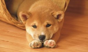 狗狗番薯吃多了会怎样，狗狗吃红薯吃多了会怎么样