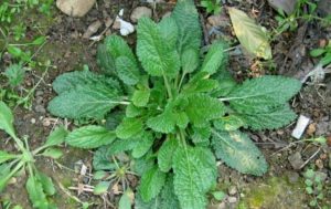 癞蛤蟆草的禁忌是什么