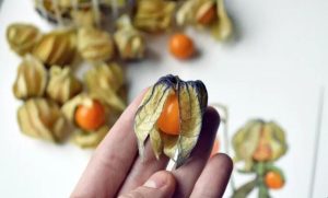 金灯果的功效与作用是什么