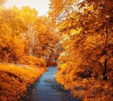 秋天是生命的什么状态