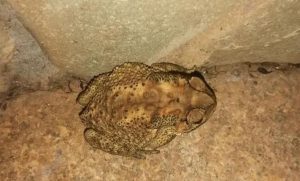 癞蛤蟆的功效与作用是什么