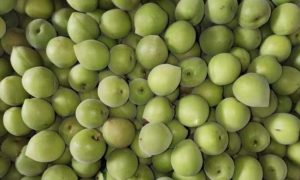 青梅果的功效与作用是什么