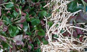 吃鱼腥草有什么好处