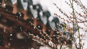精选种植物的作文300字八篇