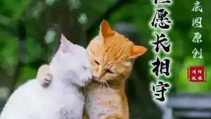 计划生育年度工作总结