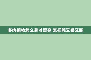 多肉植物怎么养才漂亮 怎样养又矮又肥