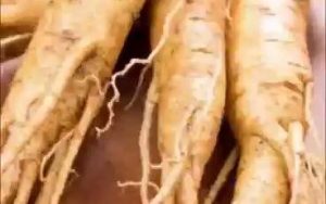 人参的功效与作用吃法（如何使用人参进行功效和吃法）