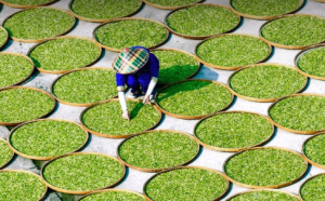 白毫银针20万一斤真的假的