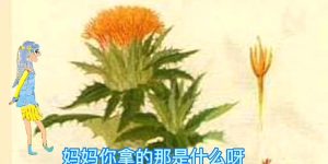 红花的功效与作用（你了解多少）